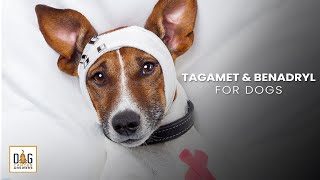 Tagamet and Benadryl for Dogs  Nancy Reese DVM MPVM PhD Deep Dive [upl. by Oralle]