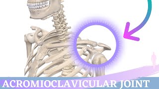 Acromioclavicular Joint Movement  Shoulder Anatomy amp Kinesiology [upl. by Gellman217]