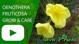 Oenothera fruticosa  grow amp care Evening primrose [upl. by Binetta903]