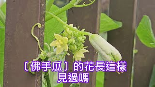 〔佛手瓜〕的花長這樣～見過嗎 [upl. by Uria595]