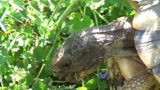 Europäische Landschildkröten Sexuelles [upl. by Wolfson]