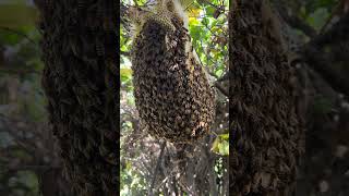 Bee hive inside tall bush ocbeeguycom beehive beekeeping savethebees honey [upl. by Pellegrini]