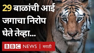 Tigress Mataram Collarwali T15 death वाघीण Pench Tiger Reserve मध्ये महत्त्वाची का BBC News [upl. by Shawn252]