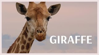 What noise does a giraffe make Giraffe sound effect HD [upl. by Nanette854]