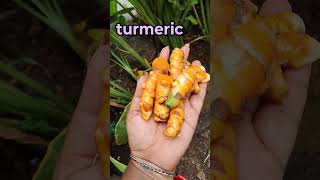 Turmeric pasupu gardening karkumin pasupu flower organicfarming agriculture trending viral👍 [upl. by Ledda]