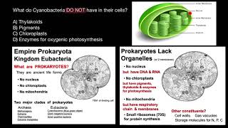 Cyanobacteria Morphology and Cell Structure [upl. by Enyaz]