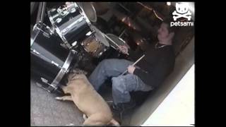 Drumming dog rocks out [upl. by Ulrika]