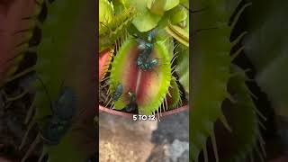 Carnivorous Plant Venus Flytrap [upl. by Pierette397]