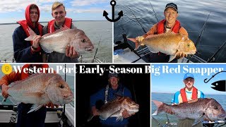 Western Port EarlySeason Big Red Snapper [upl. by Adgam]