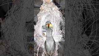 Mom bird carry insect in nest  Just Birds [upl. by Deeas]