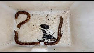 Discovery Walk to Find Creatures Giant Millipedes Black King Scorpion Beetle Worm and One Roach [upl. by Ojadnama830]