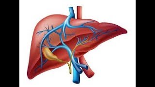 Fisiología del hígado [upl. by Kerril]