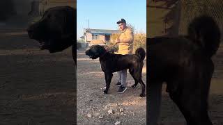 The worlds largest Black Anatolian Shepherd Dog KARADAĞ bigdog bigkangal dogshorts [upl. by Sheffield]