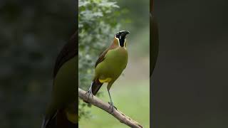 Olive Oropendola amazonrainforest birds birdspecies birdsounds [upl. by Eibocaj]