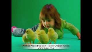 Arabic Song These Little Chicks Teach Kids Colloquial Arabic اللغة العربية [upl. by Trocki720]