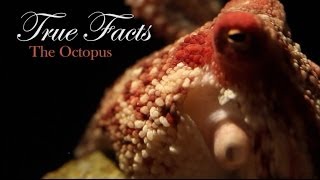 True Facts About The Octopus [upl. by Elsinore]