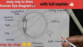 👍🏻easy Human Eye diagram 👁️😊  easy way to draw human eye 😍 how to draw human eye  Eye drawing [upl. by Neerahs]