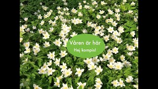 Våren är här [upl. by Bodrogi421]