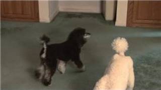 Carpet Cleaning  Home Remedy for Getting Pet Odor Out of the Carpet [upl. by Ennayd]