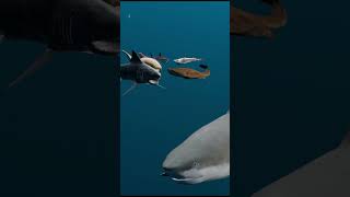 Shark Size Comparison  3D Animation  3D Real Scale  3D Comparison [upl. by Alyworth]