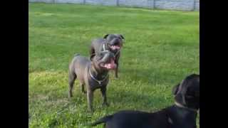 Blue Staffordshire Bull Terrier play [upl. by Nnyleak]