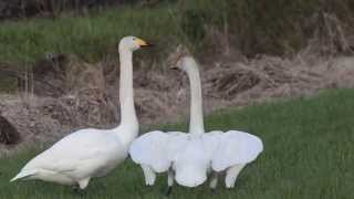 Whooper Swans Singing And Dancing [upl. by Celinka]