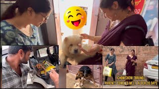 Chowchow parents come 2 meet and Sheroo German Shepherd 10 months come 4 training dogloverprakash [upl. by Terence]