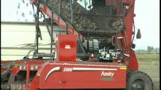 Amity 6 and 8 Row Sugar Beet Harvesters [upl. by Aicilaf]