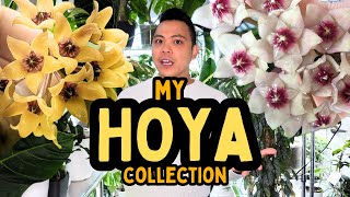 My Entire Hoya Collection PART 1 😮 nova ghost grey ghost mathilde splash  indoor houseplants [upl. by Ethban]