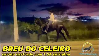 BREU DO CELEIROmangalargamachadormangalargadobrasilmangalargadeeliteviralvideo [upl. by Jobi581]