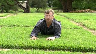 Choosing The Right Turf For Your Situation In Australia [upl. by Lamiv]