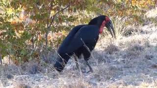 Southern ground hornbill calling [upl. by Rexanna]