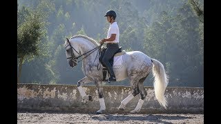 SOLD  Bombproof Lusitano with Special Carisma REF272 [upl. by Lotty]