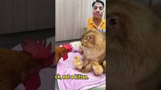 shorts hen cat catlover trending viral love catvideos [upl. by Burrton]