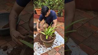 ALOE VERA PLANT CARE 🌱shorts ytshorts youtubeshorts alovera reels konkan marinerakash [upl. by Ahseei172]