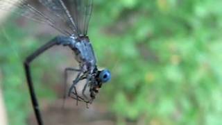 Damselfly eating a spider after being caught in its web [upl. by Montague546]