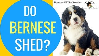 Do Bernese Mountain Dogs Shed  Bernese Grooming Tips [upl. by Idnar]