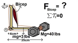 Physics 15 Torque Example 5 5 of 7 The Bicep [upl. by Kubis514]