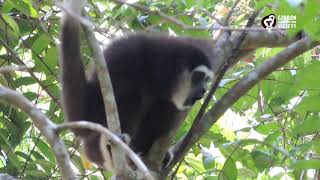 Lar Gibbon Singing Male [upl. by Sirromaj]