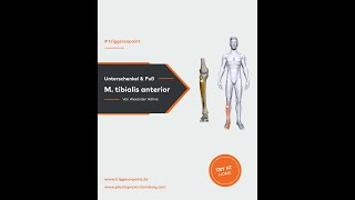 M tibialis anterior Verursacher des „Schienbeinkantensyndrom“ Shin splints [upl. by Jarrod]