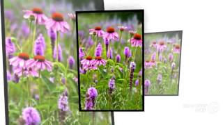 Liatris  garden plants [upl. by Myrwyn]