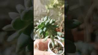 echeveriacristata succulents домашніквіти [upl. by Errised]