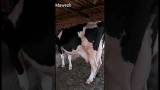 top class Cattle and Dairy farming  5 November 2019 [upl. by Atrice]