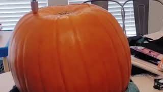 How to hollow out a pumpkin like a pro  Pumpkin Carving Tutorial [upl. by Foushee998]