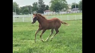 2023 AQHA Colt  An Eligible Bachelor x PR A Corona Selfie  3 Weeks Old  62023 [upl. by Leon]