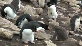 Rockhopper Penguins and Snowy Sheathbills Saunders Island [upl. by Melodie]