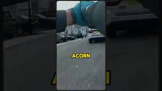 Insane cop PANICS over an ACORN [upl. by Meaghan138]