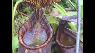 Nepenthes ephippiata Gets Lots of Visitors [upl. by Anires]