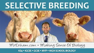 Selective Breeding  GCSE Biology 91 [upl. by Ettenauq]