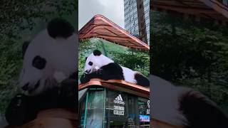 Unbelievable China MindBlowing 3D Billboards 😱 china [upl. by Pelson]